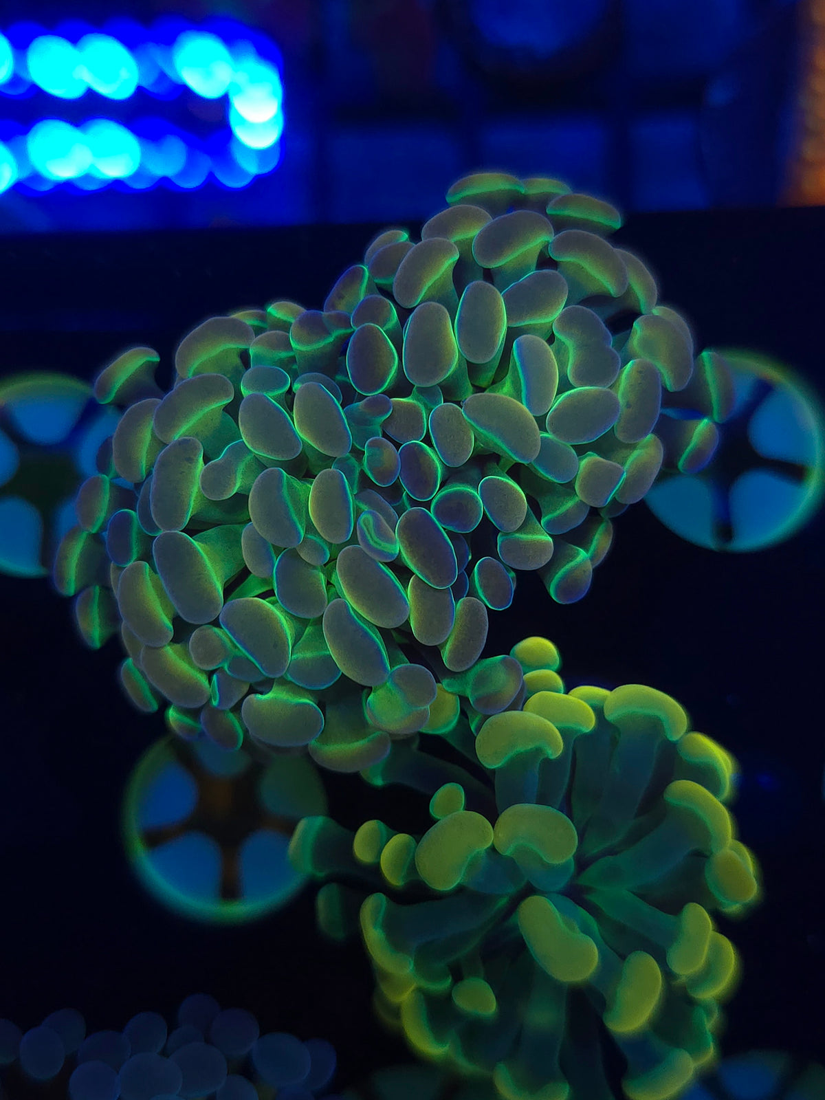 Hologram Hammer