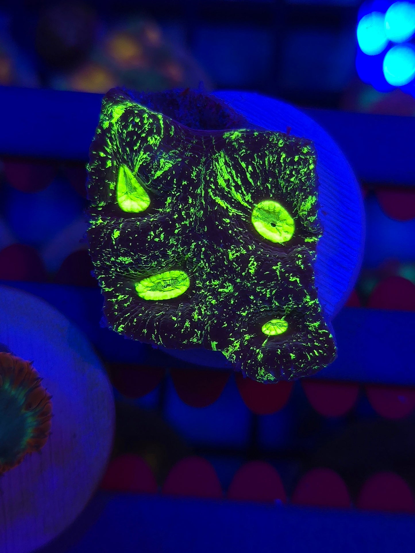 Toxic Splatter Goniastrea