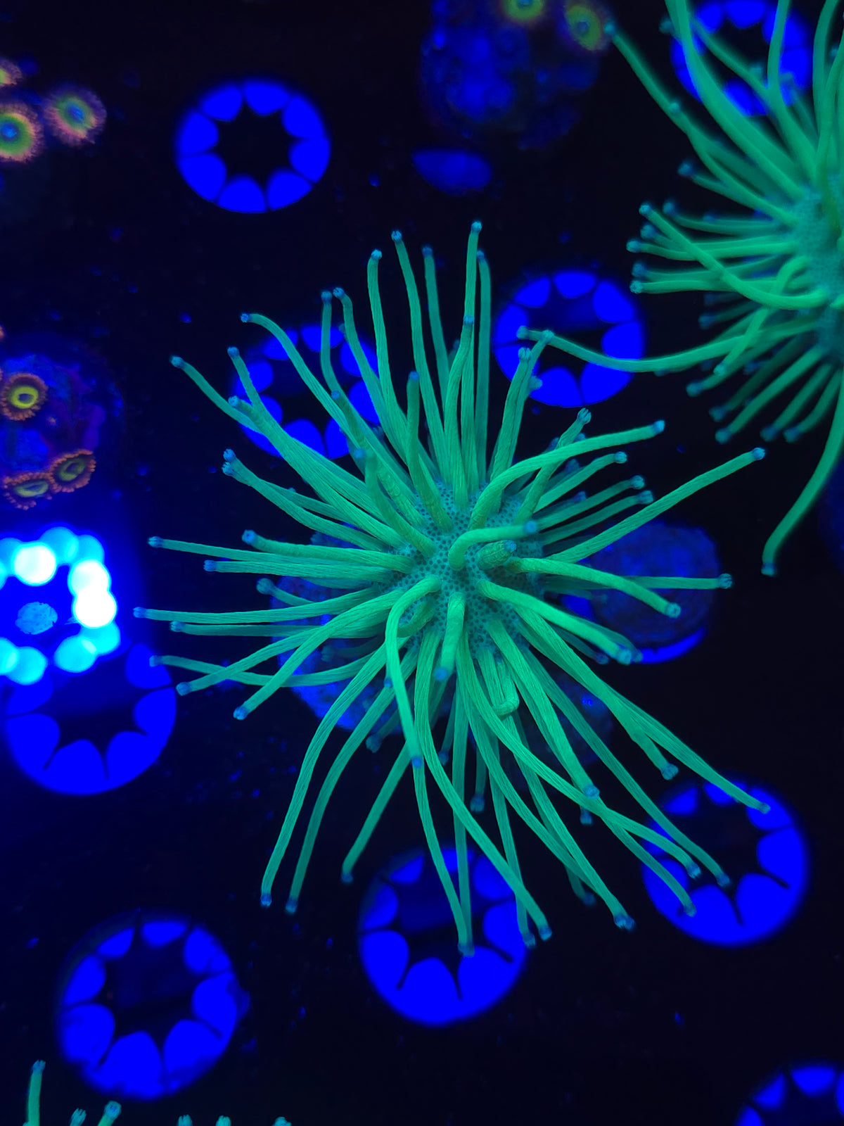 Malaysian Neon Weeping Willow Leather Coral
