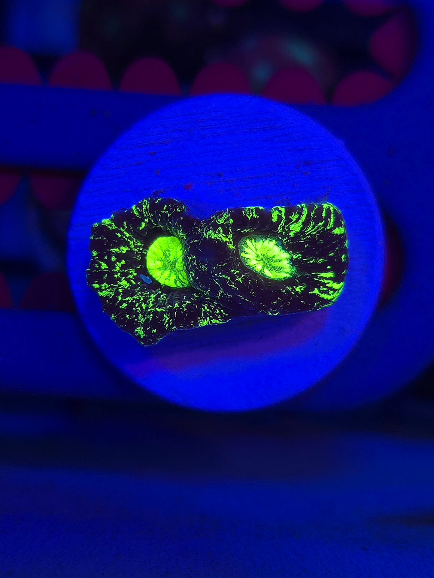 Toxic Splatter Goniastrea