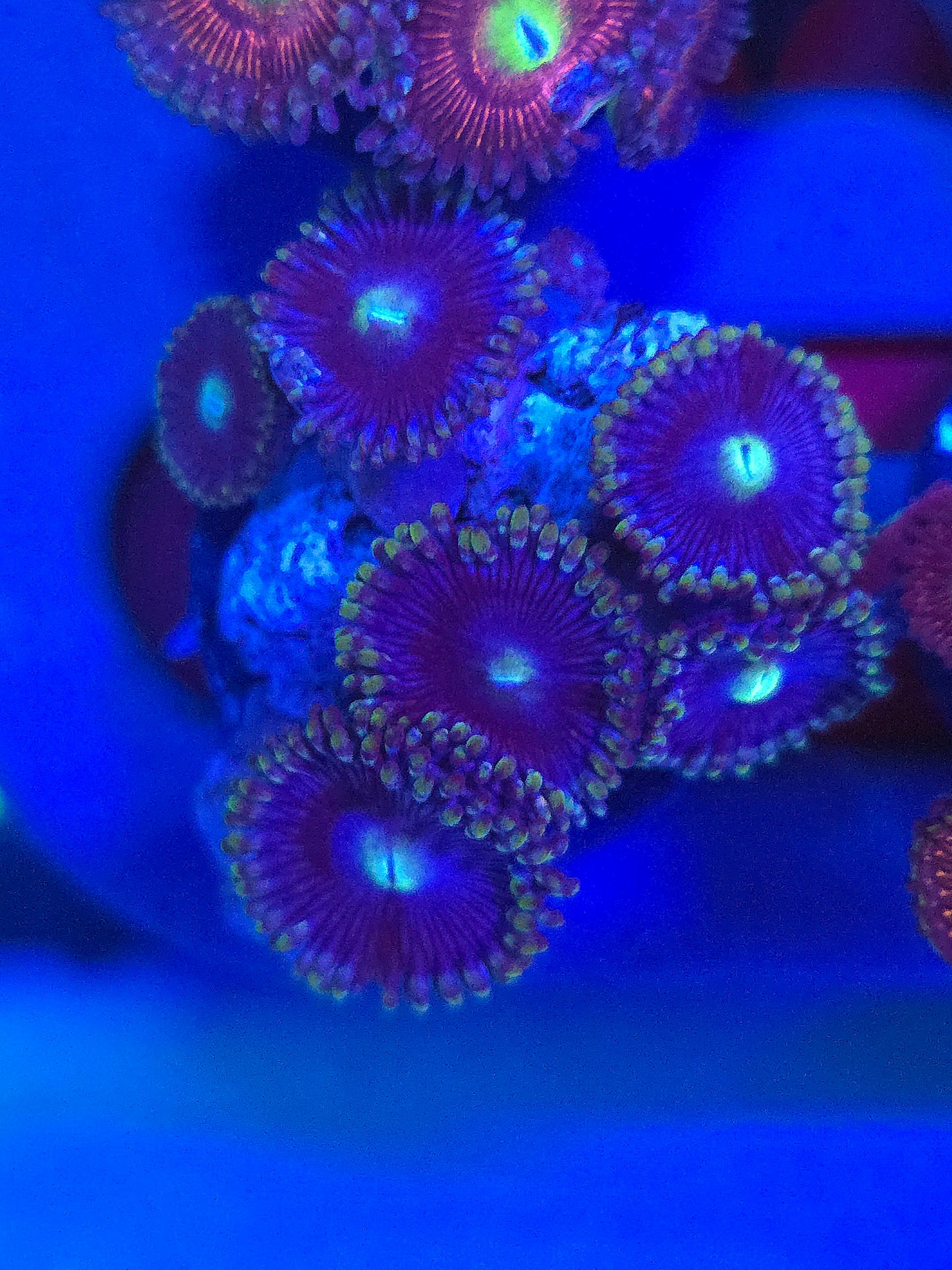 DDA Black and Blue Zoas