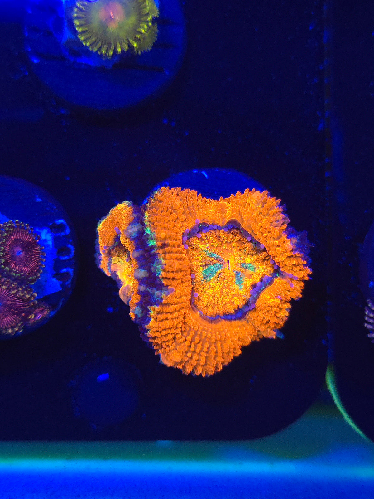 Rainbow Acan