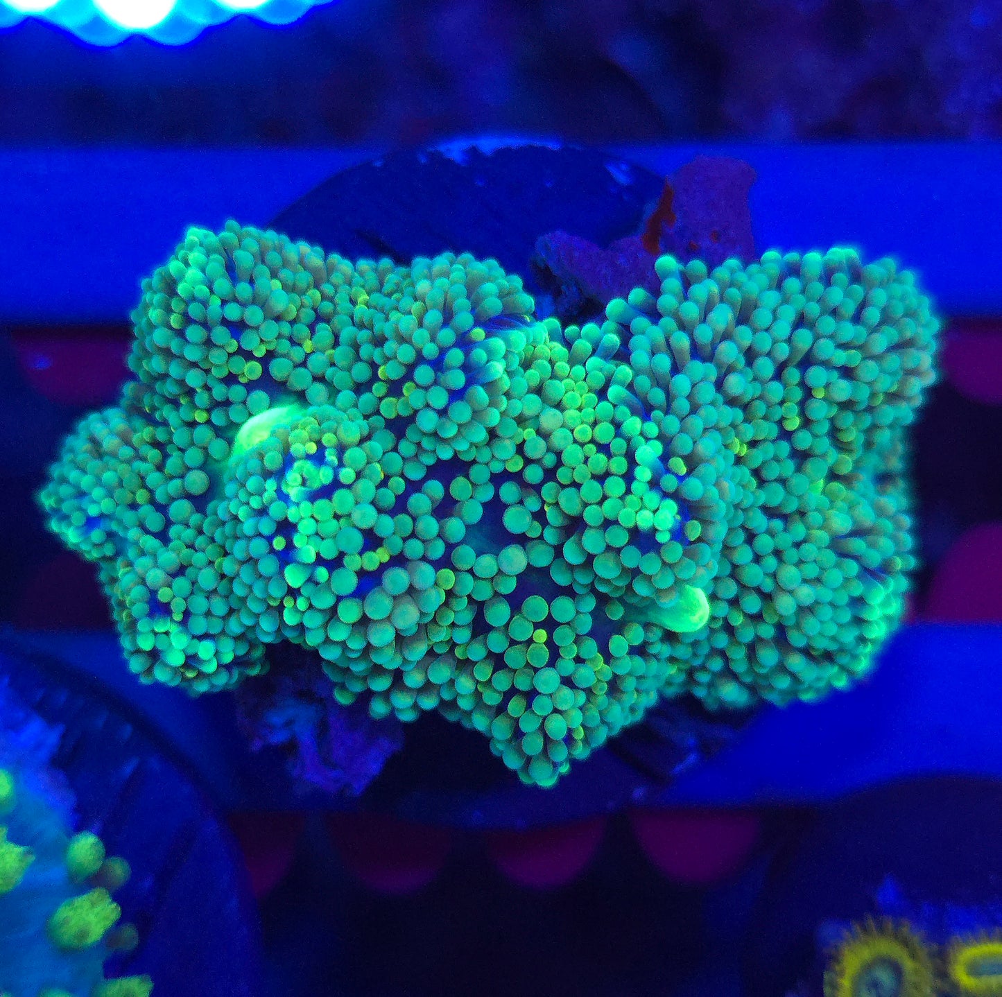 Teal Ricordia Mushroom