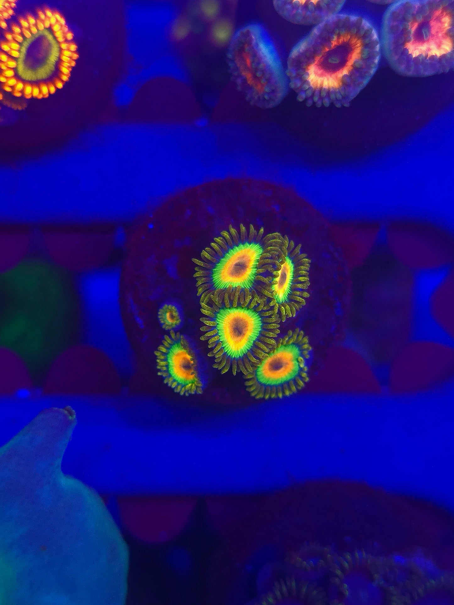 Rasta Zoas