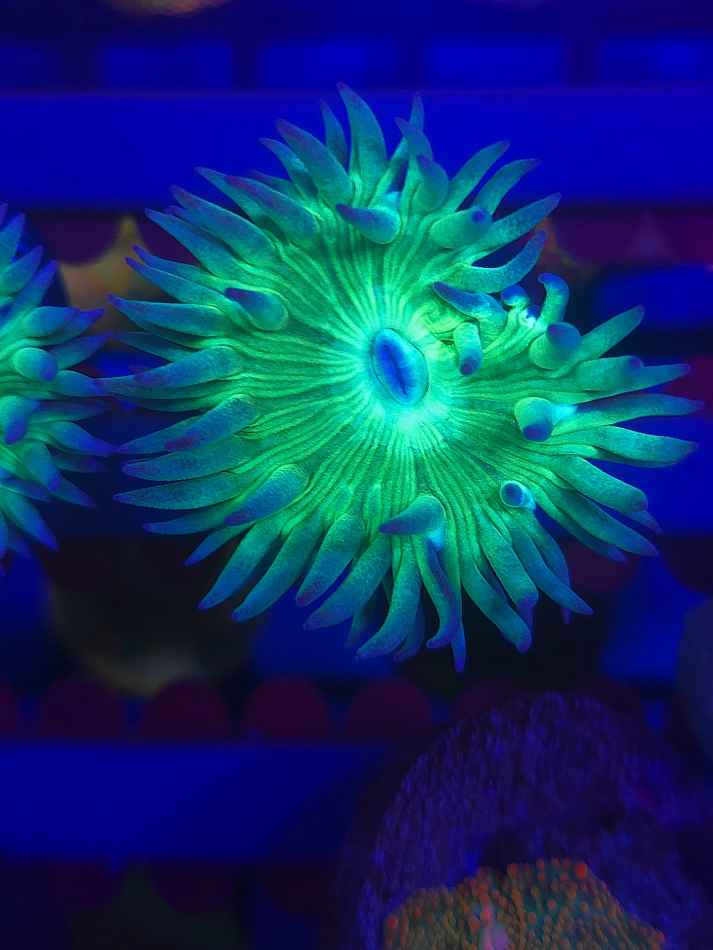 Duncan Coral