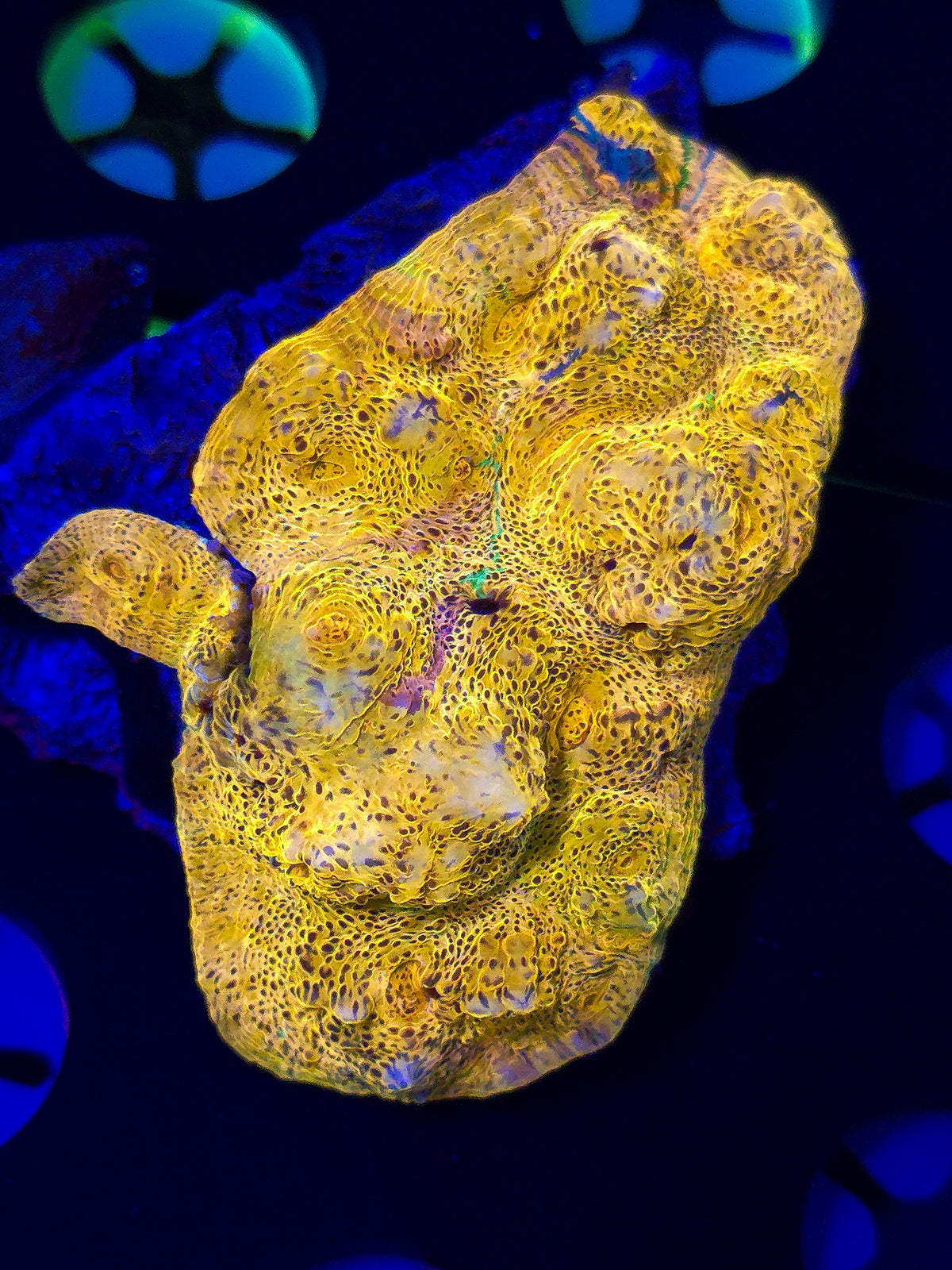 Rainbow Chalice Colony
