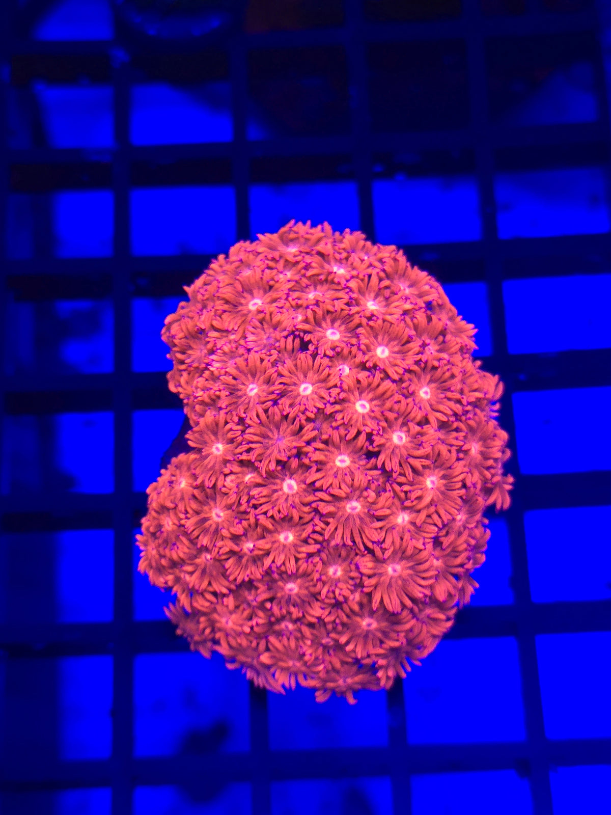 Pink Goniopora Colony