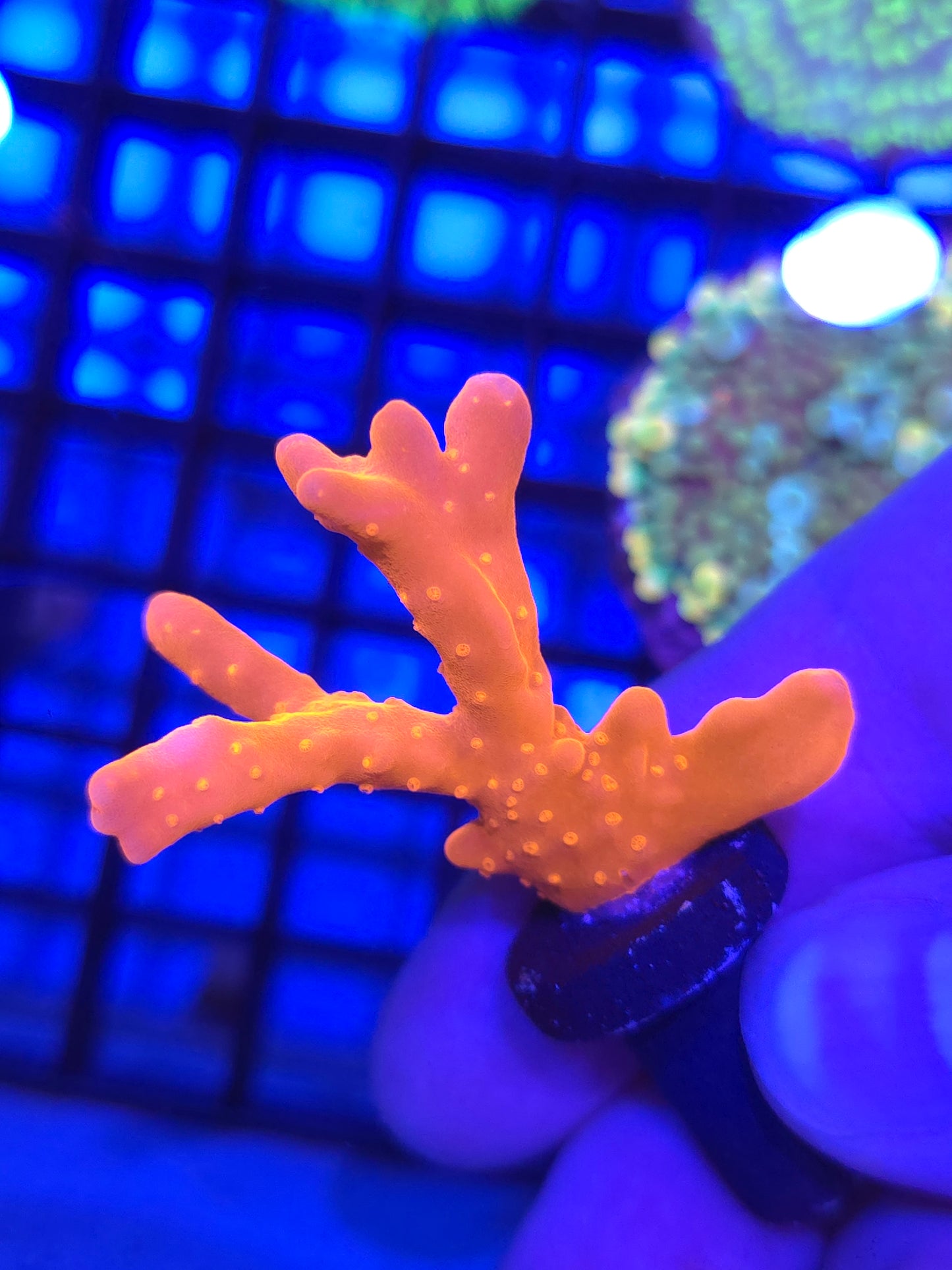 Montipora Setosa