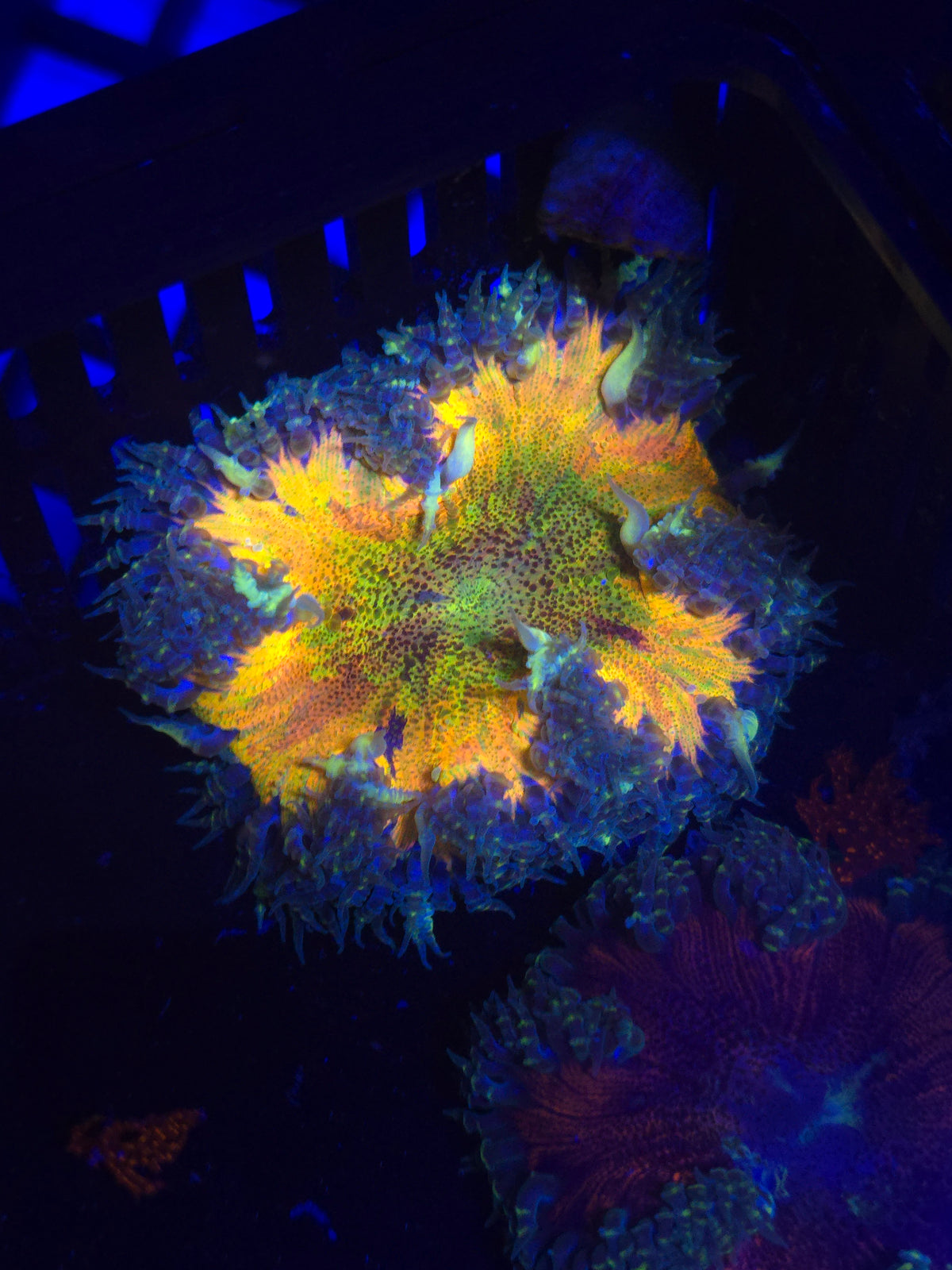 Rainbow Splatter RFA