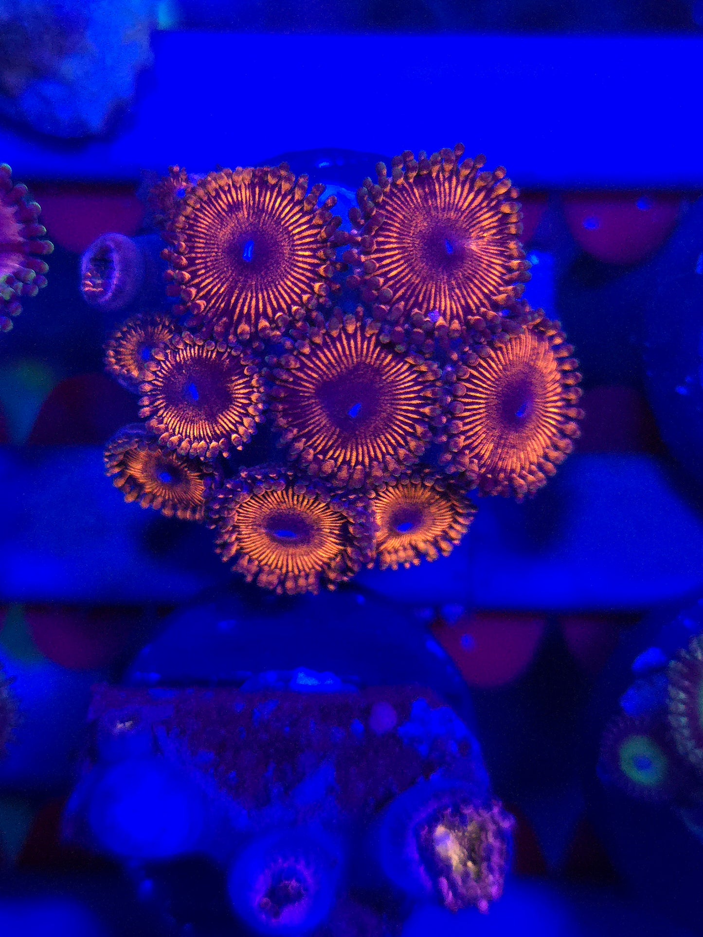 Red Rocket Zoas