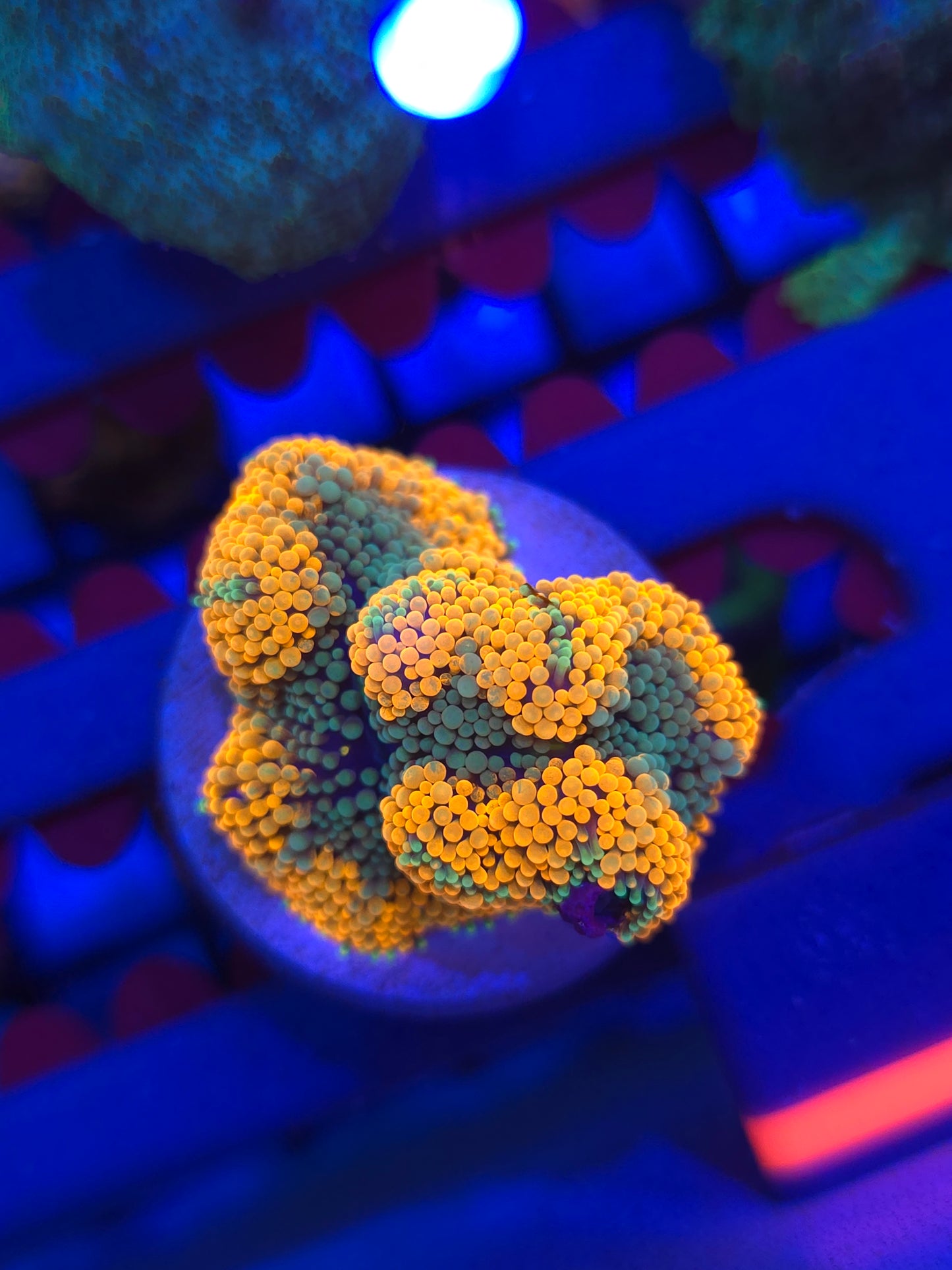 Extremely Bright Ricordia Mushroom