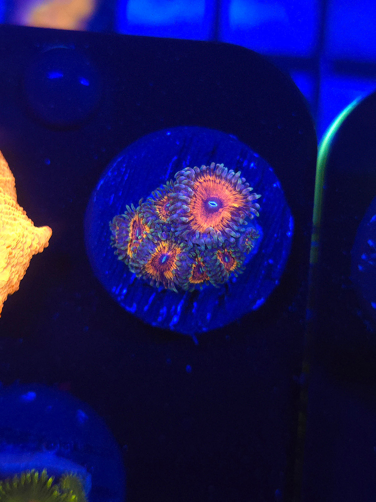 Armor of God Zoas