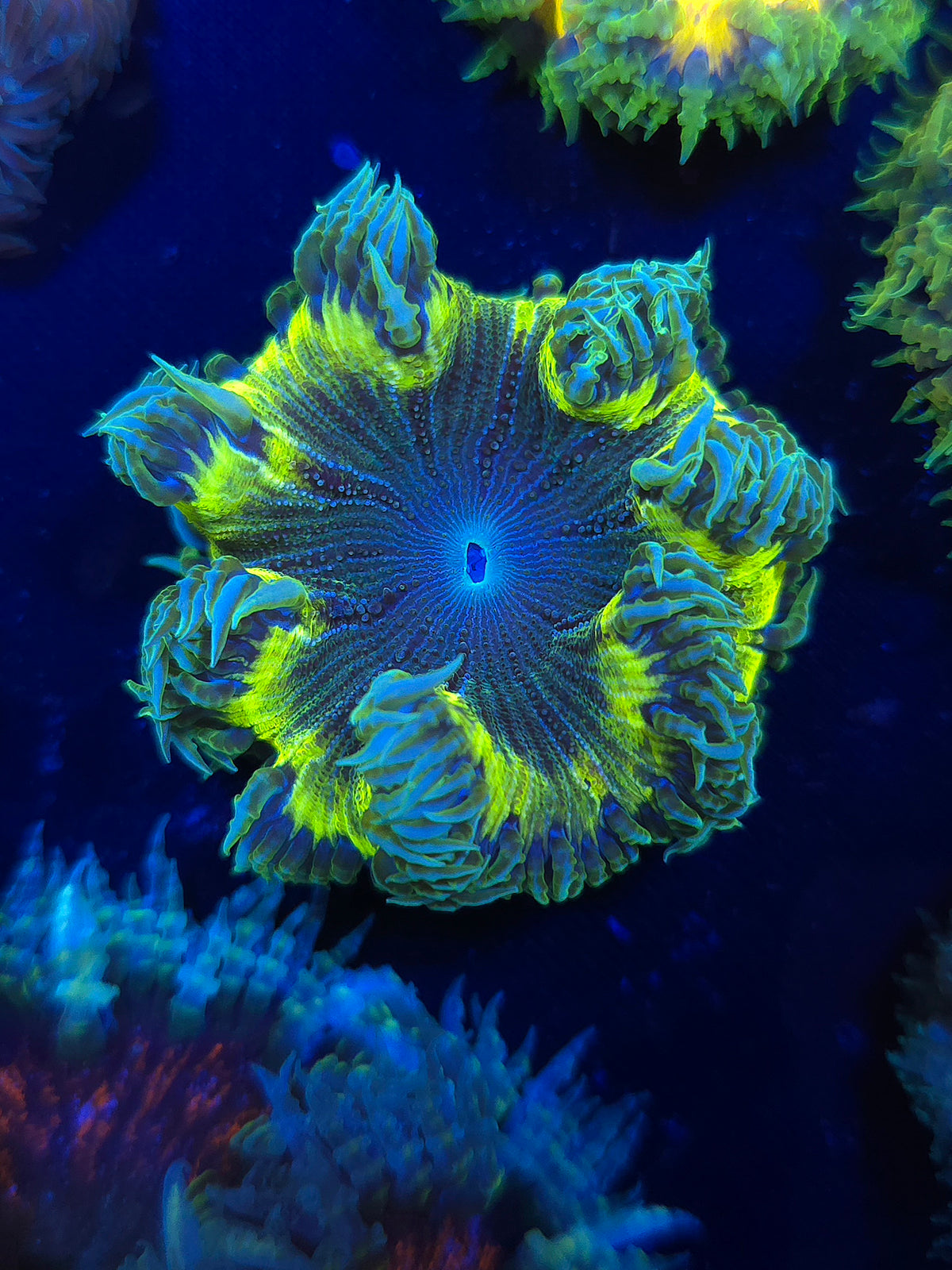 Ultra Rock Flower Anemone RFA