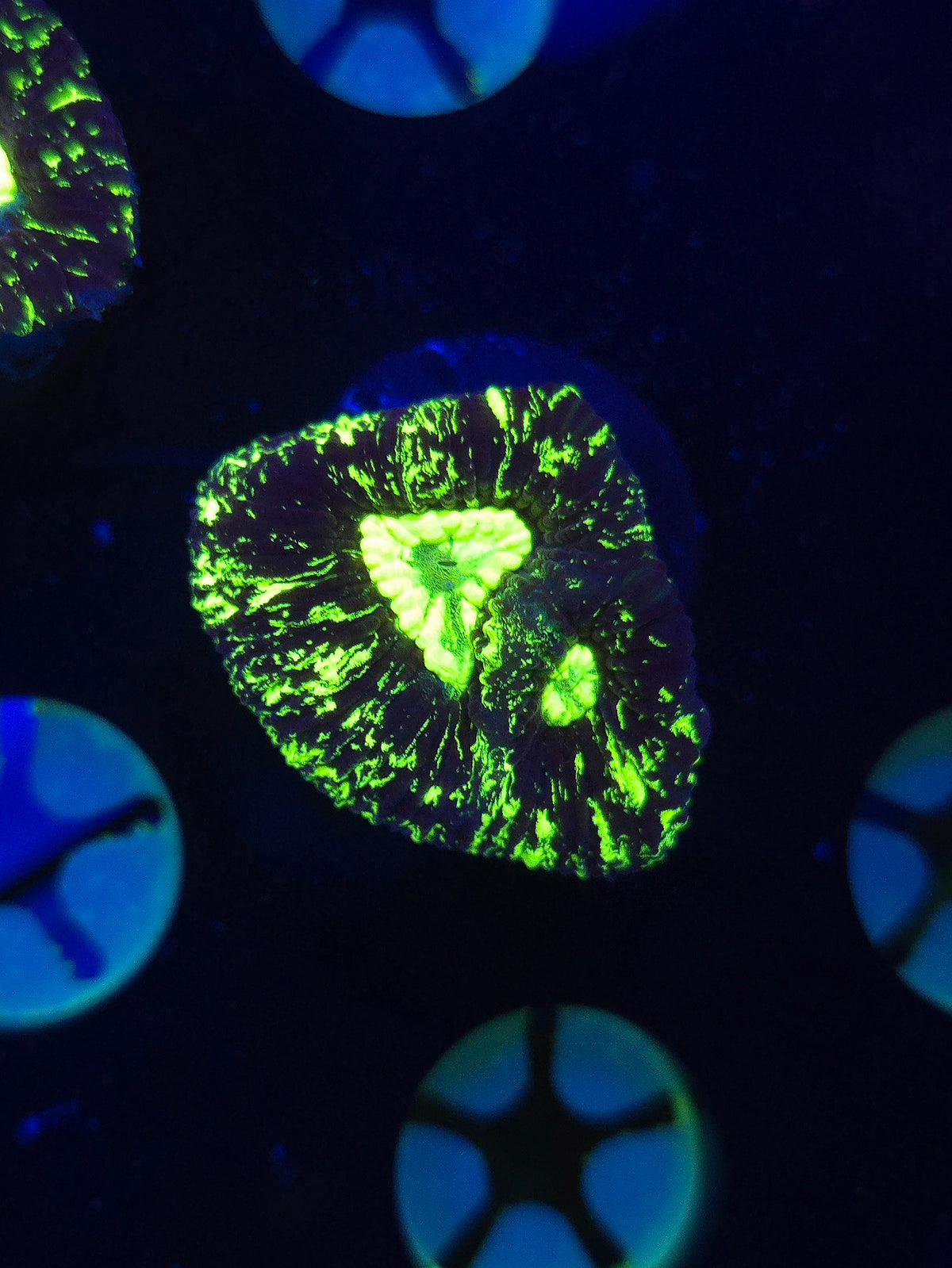 Toxic Splatter Goniastrea