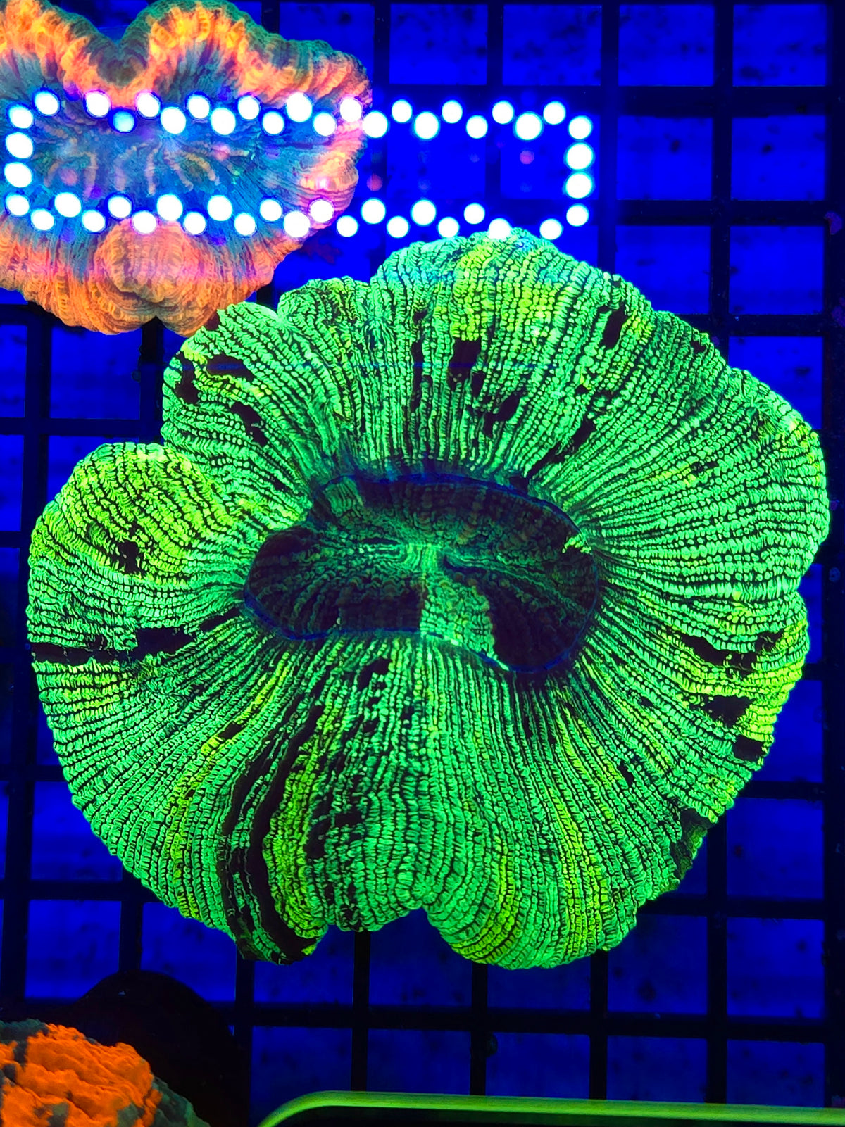 Green And Yellow Trachy