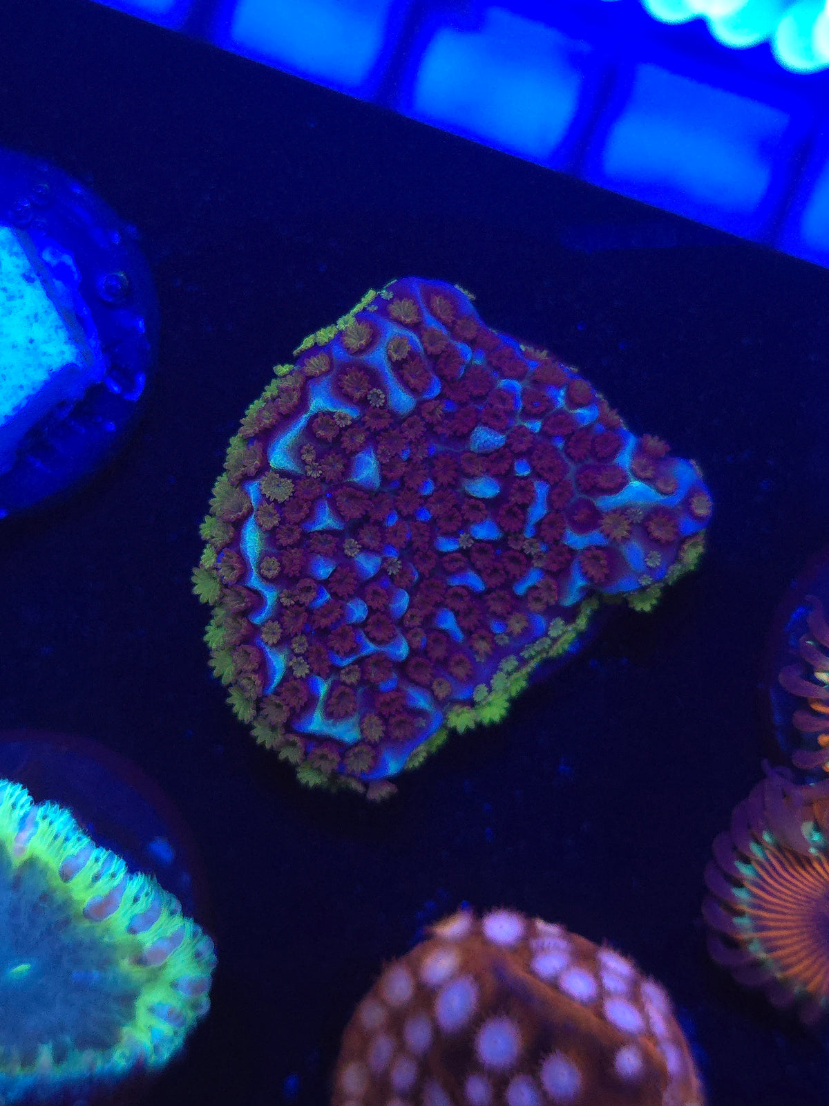 ECC Flower Power Montipora