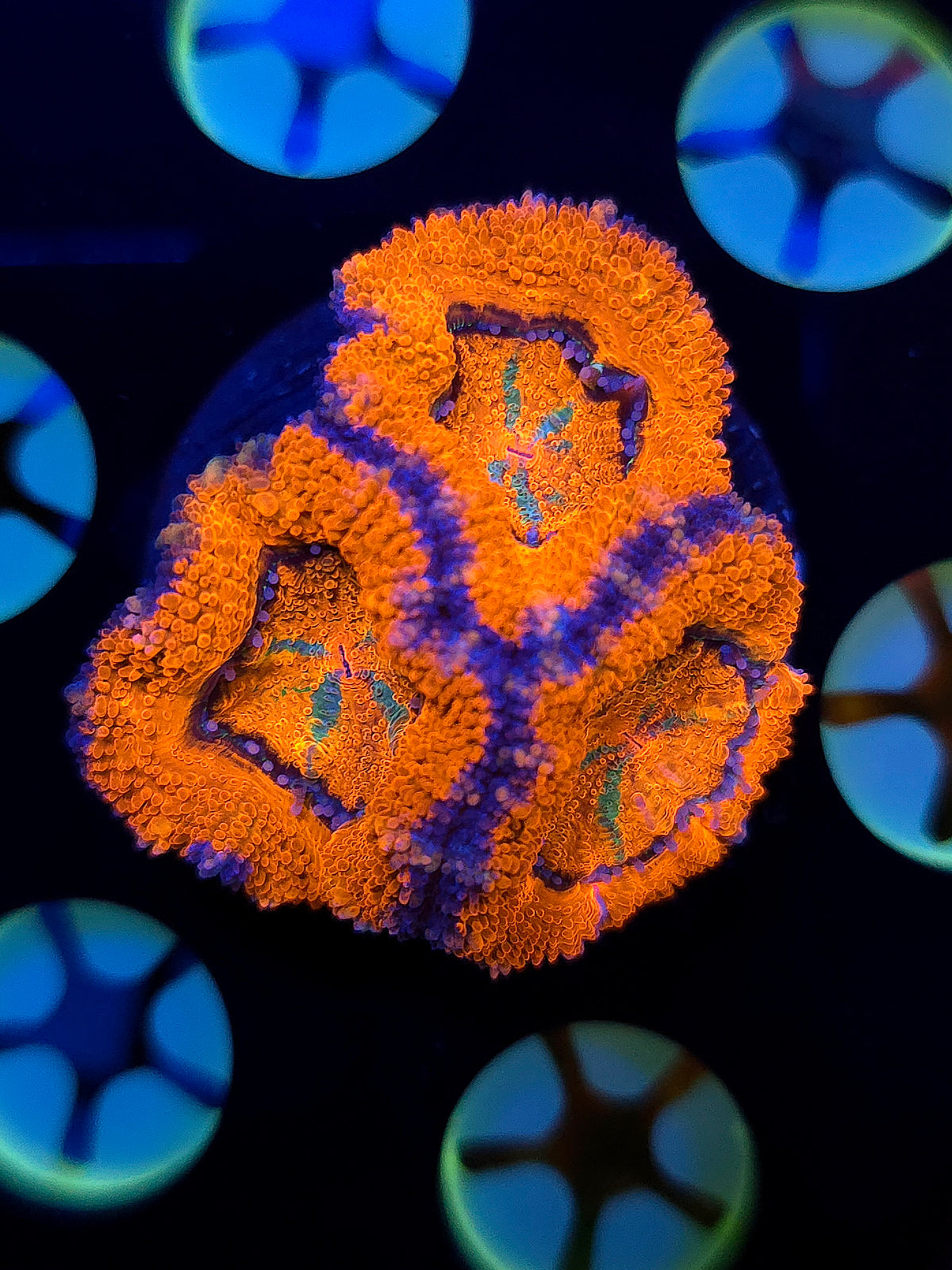 FruitStripe Acans