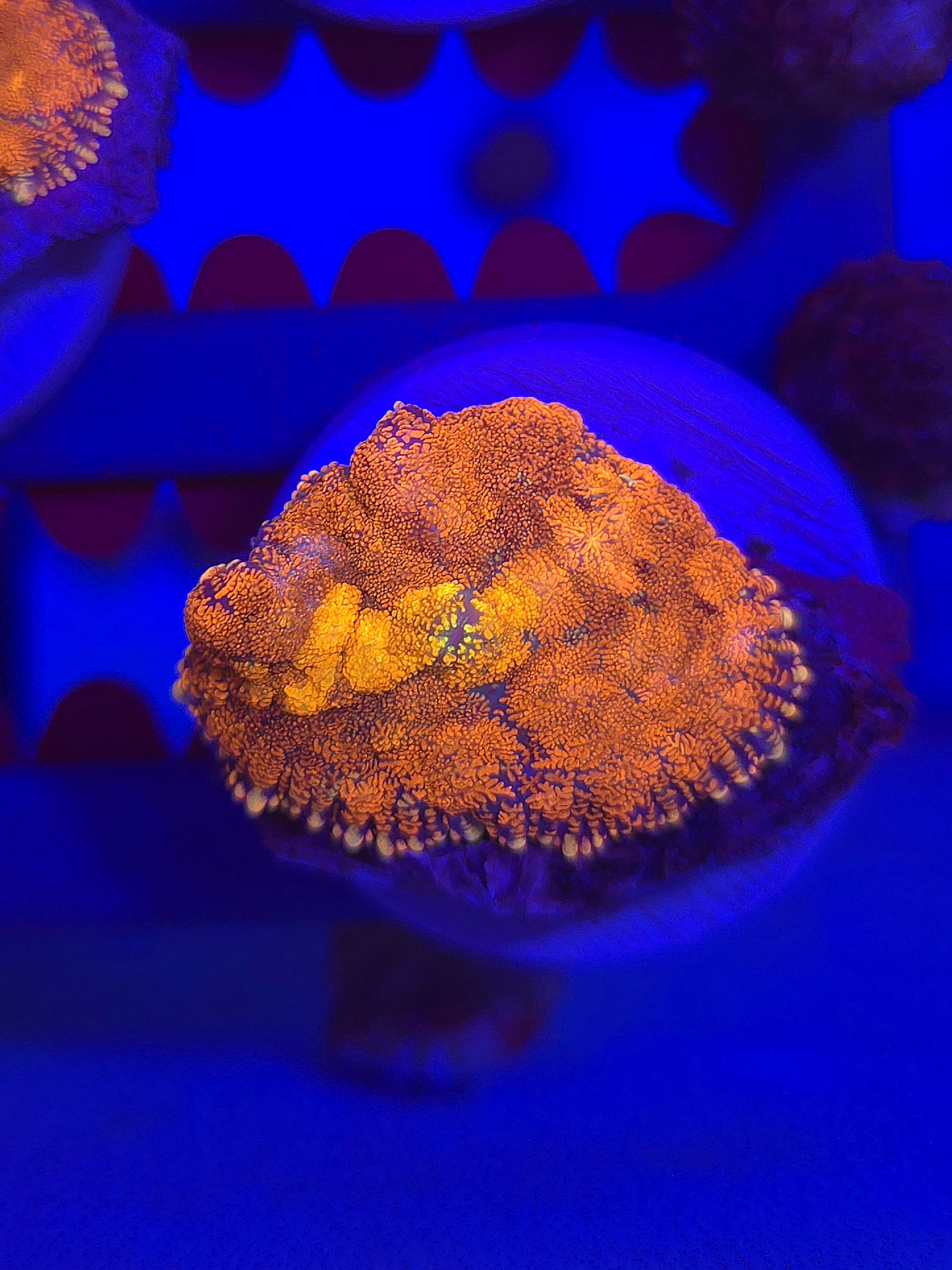 DDA Volcano Rhodactus