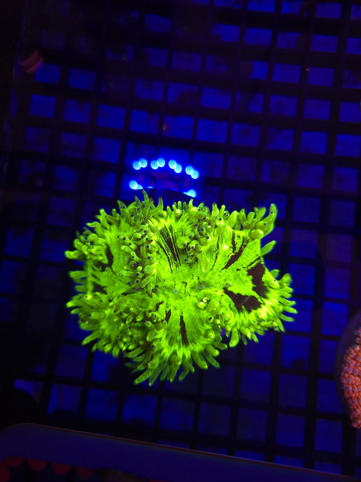 Elegance Coral