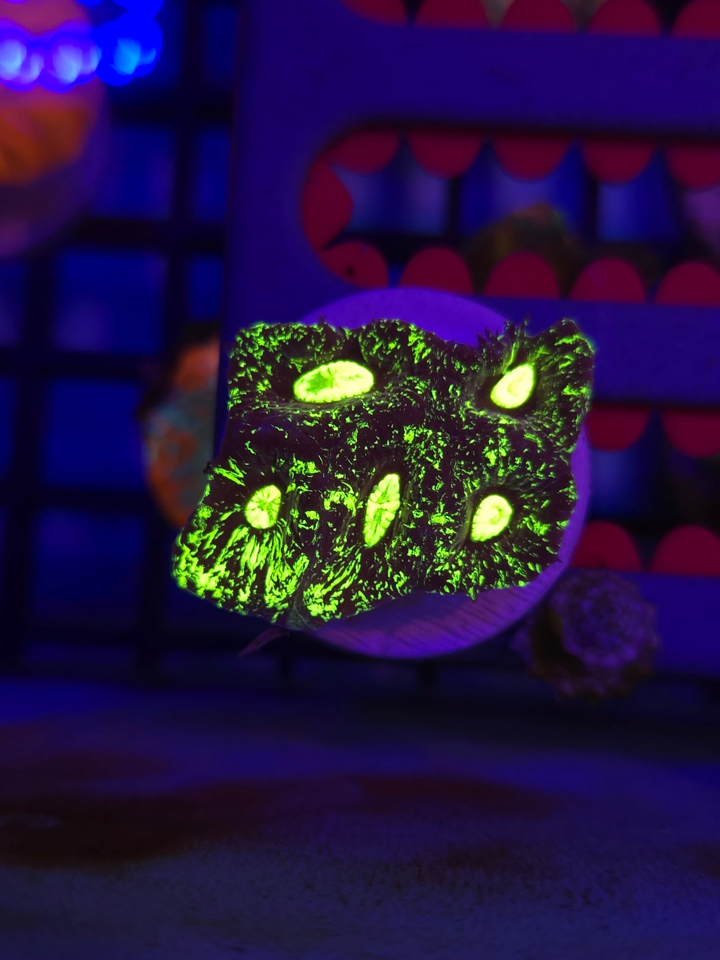 Toxic Splatter Goniastrea
