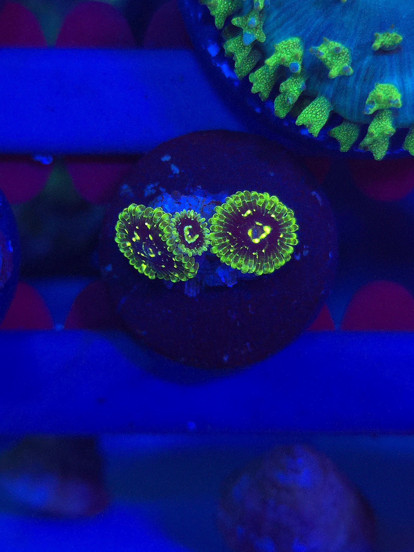 Exosphere Zoas