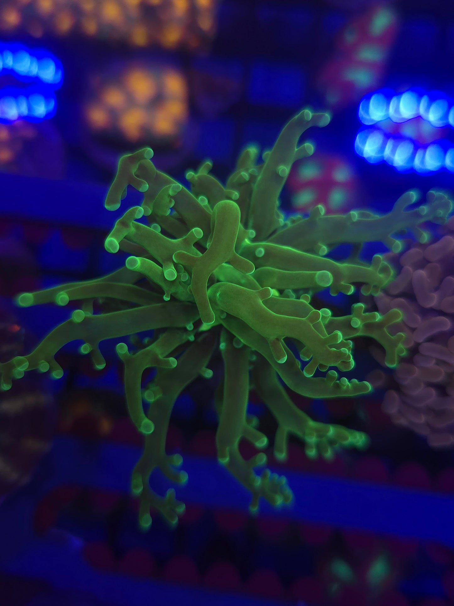 Neon Polyp Frogspawn