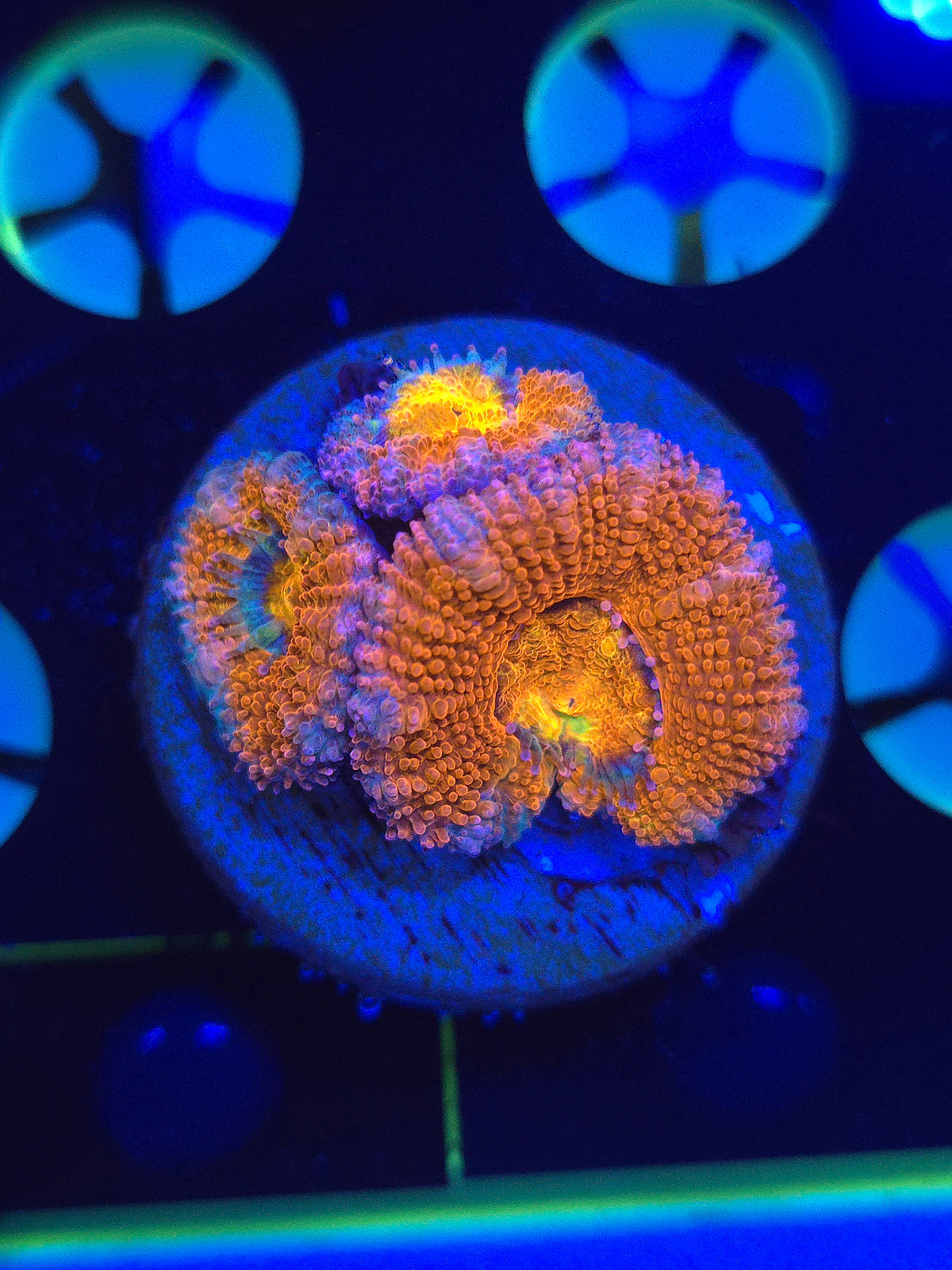 DDA Arizona Sunset Acans