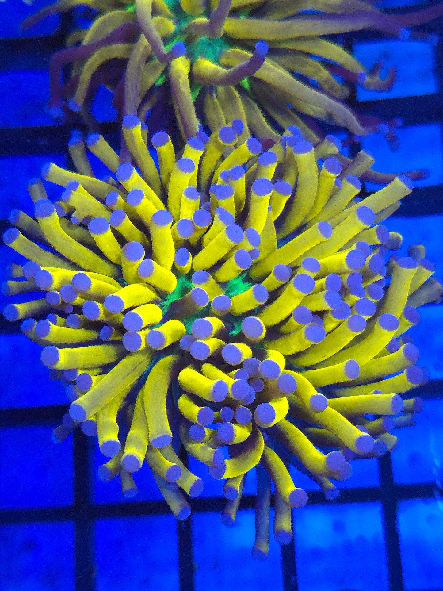 Banana Grail Torch