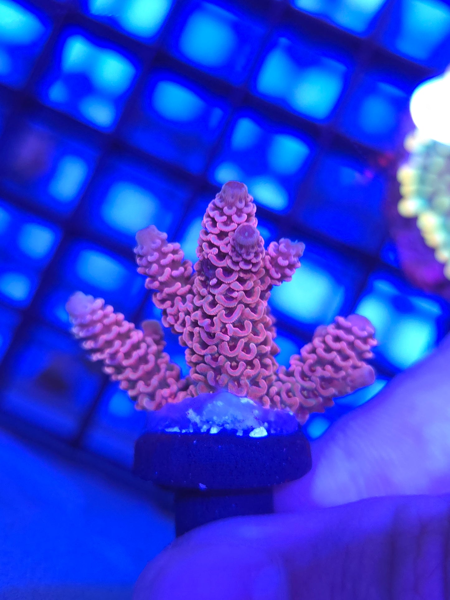 DDA Bubblegum Millepora