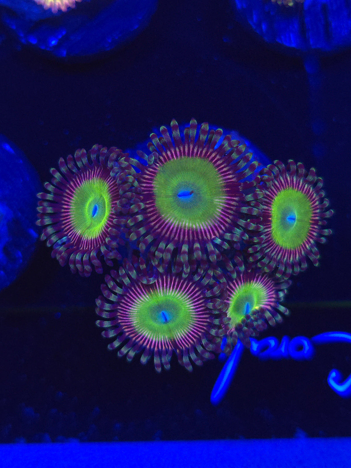 Candy Apple Pink Zoas