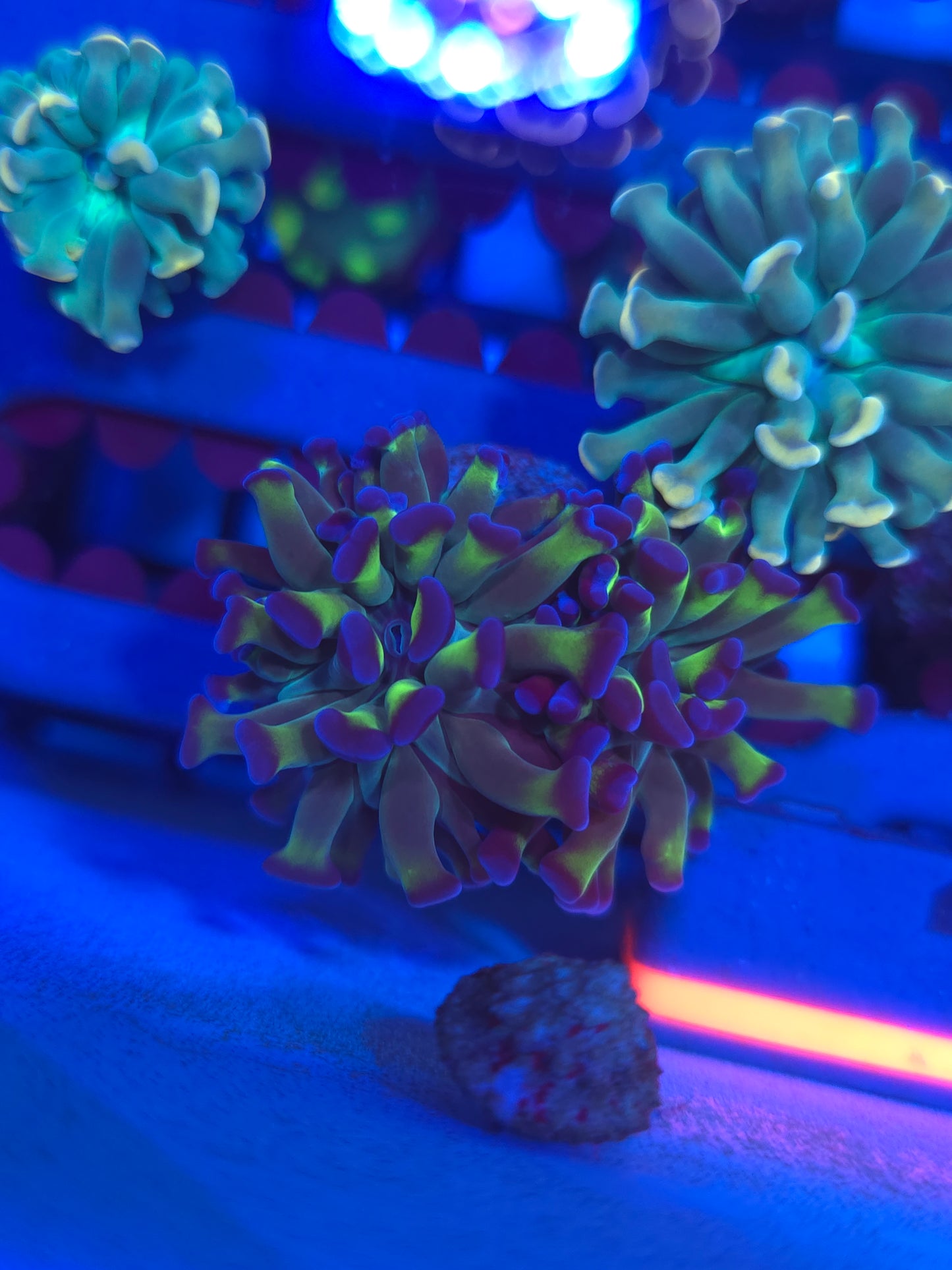 Bicolor Hammer Double