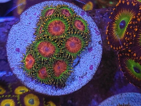 Zoanthids