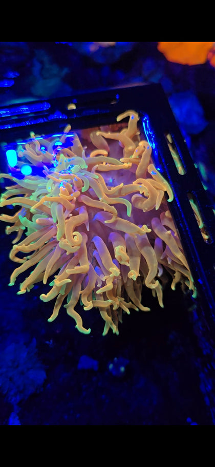 Anemone's