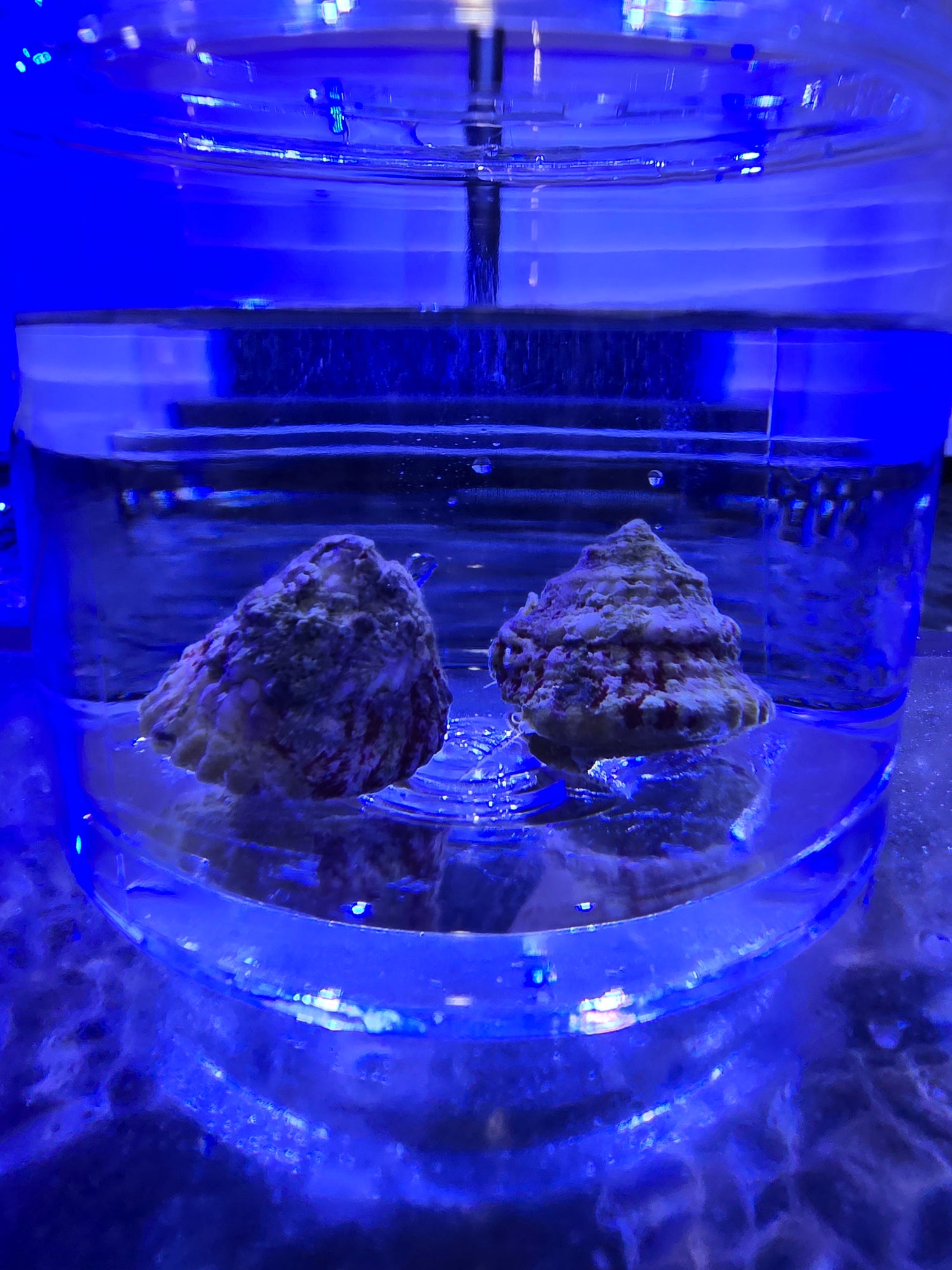 Invertebrates