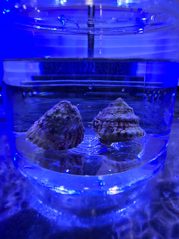 Invertebrates