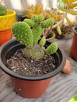 Opuntia microdasys var. pallida Bunny Ears