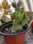 Opuntia microdasys var. pallida Bunny Ears