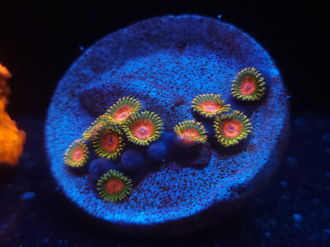 Awesome Blossom Zoas