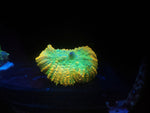 Tequila Sunrise Rhodactus