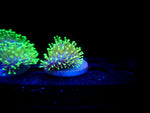 Neon Polyp Leather Toadstool