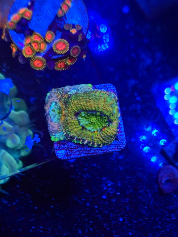 Rainbow Acan Echinata