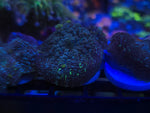 Green Rhodactus Mushroom