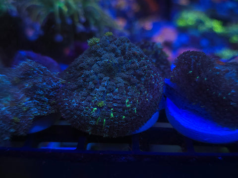 Green Rhodactus Mushroom