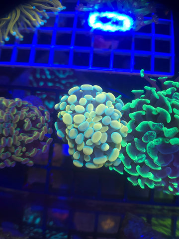 Gold and Teal Hammer Coral 2 Heads
