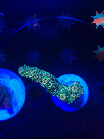 Green Polyp Millepora
