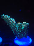 Green Polyp Millepora