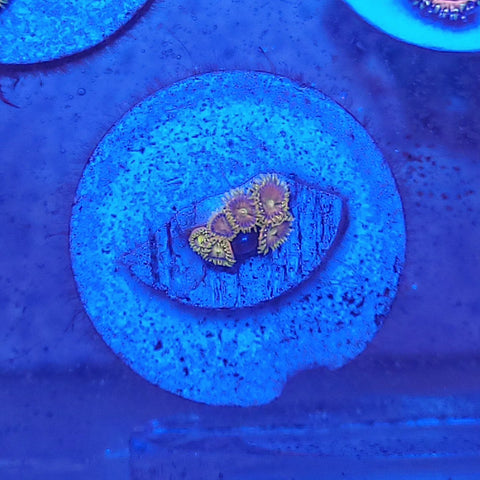 King Midas Zoa Frag