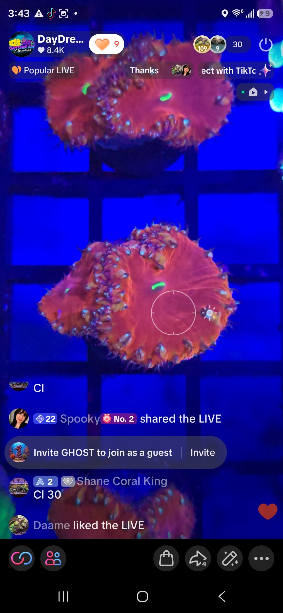 Shane Coral King