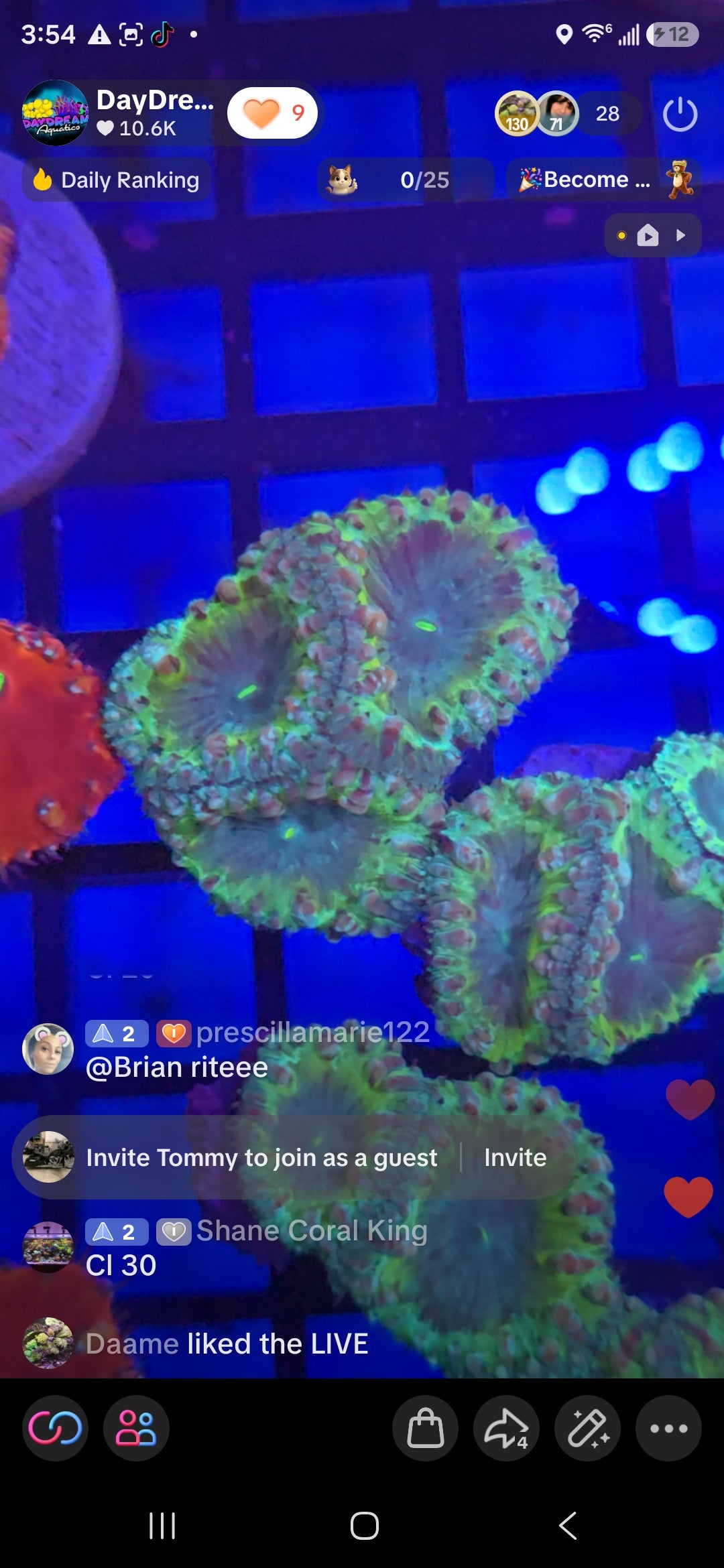 Shane Coral King