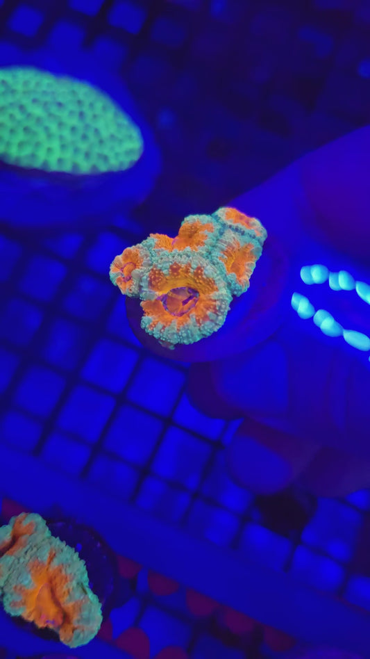 DDA Candy Crush Acans